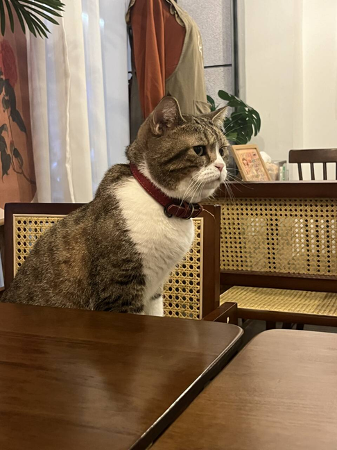 端坐狸花