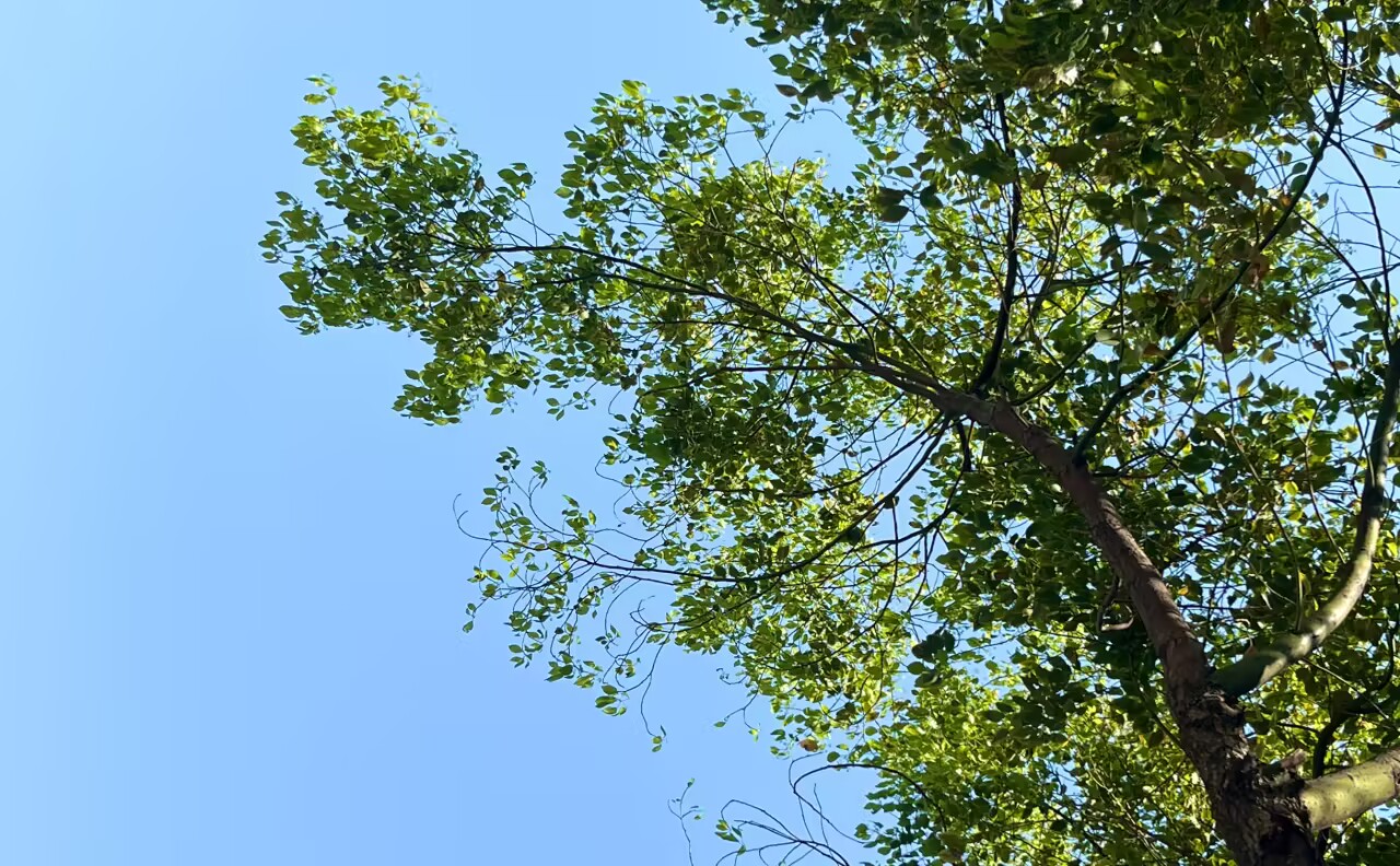碧空如洗