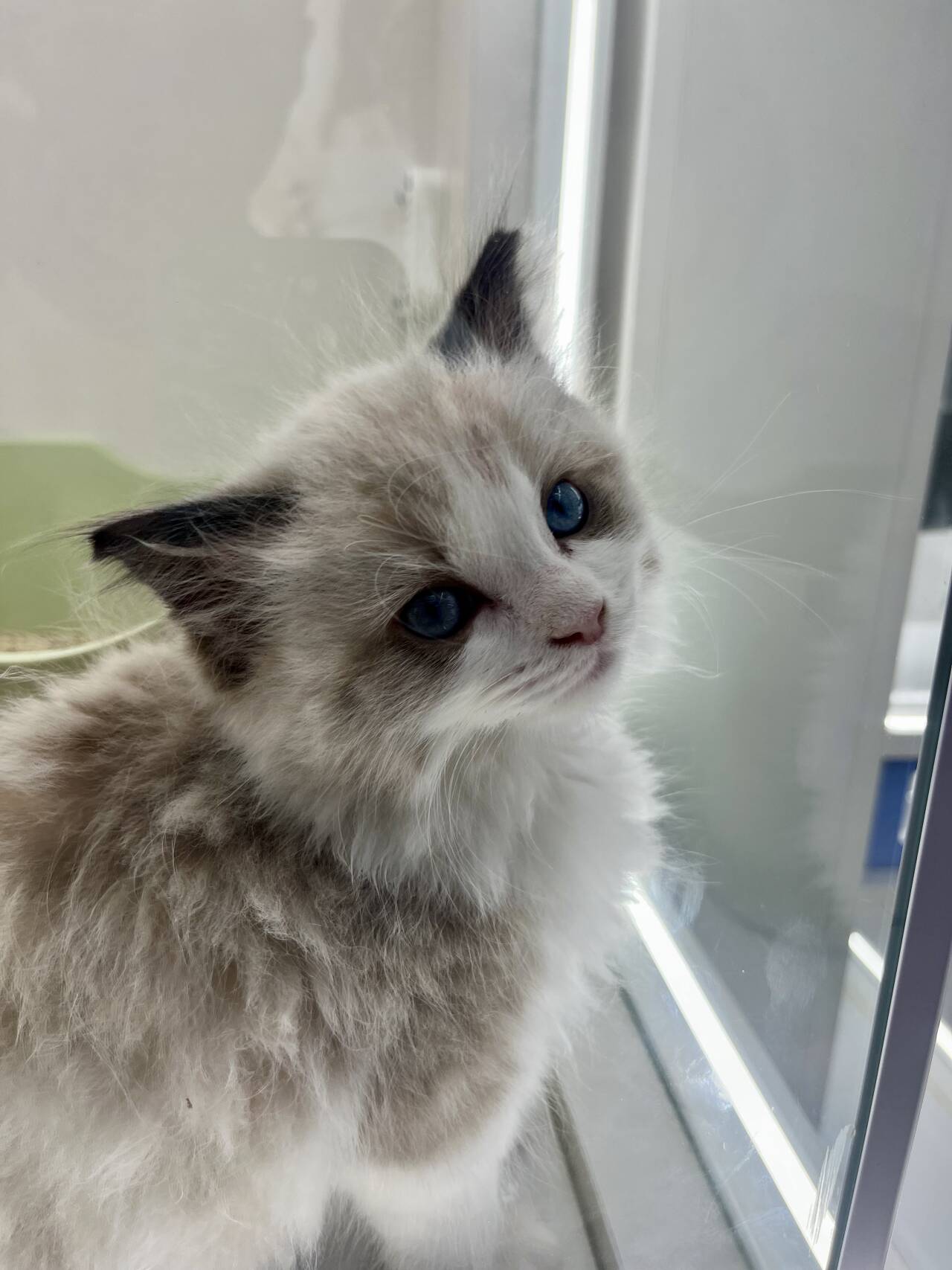 蓝眸萌猫