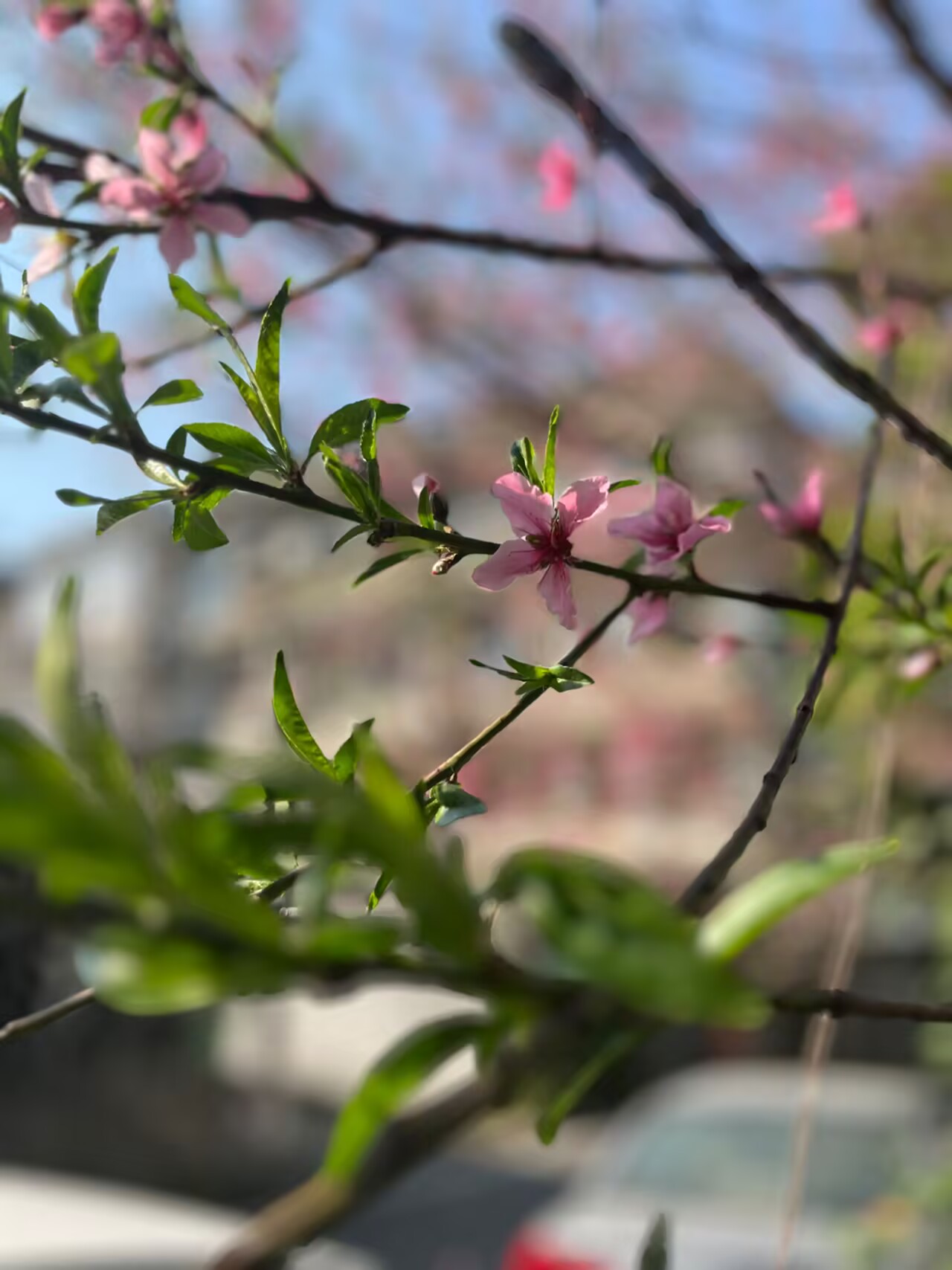 春意盎然