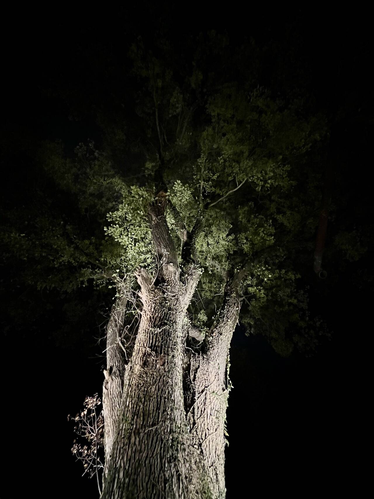 古树夜影