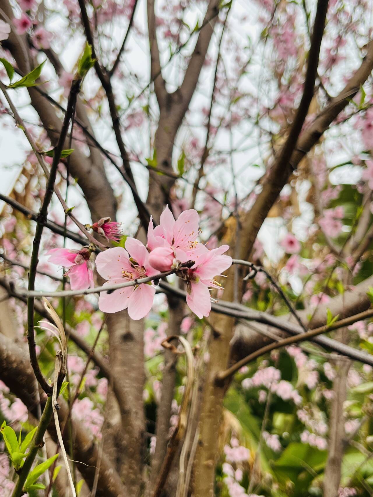 桃之夭夭